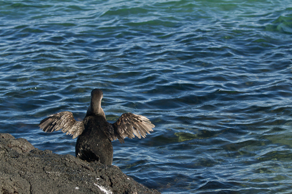 Flightless Cormorant, Galapagos