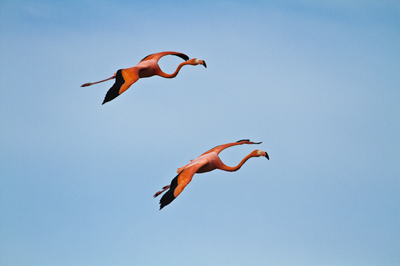 Flamingos, Galapagos