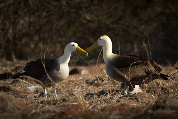 Dancing waved albatros, Espanola, Galapagos