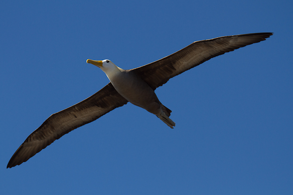 Flying waved albatros, Espanola, Galapagos