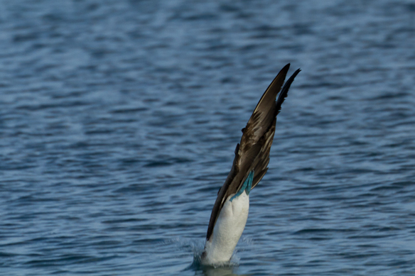 Diving Blue footed Booby, Galapagos