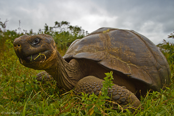 Giant Tortoise, Galapagos