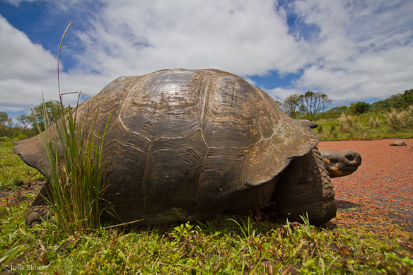 Giant Tortoise, Galapagos