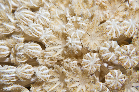 soft coral polyps