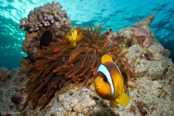 Clown fish, Red Sea