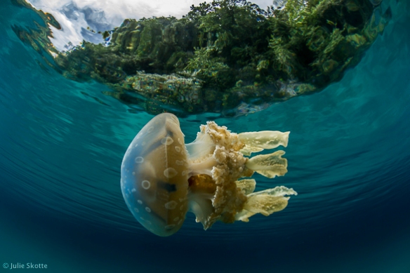 Spotted Jellyfish (Mastigias papua), Palau