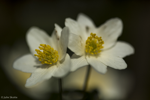 Hvid anemone (Anemone nemorosa) 