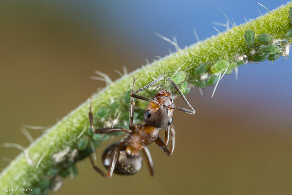 Myrer og bladlus 3