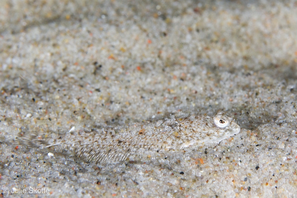 fladfiskeyngel camoufleret på sandbunden.