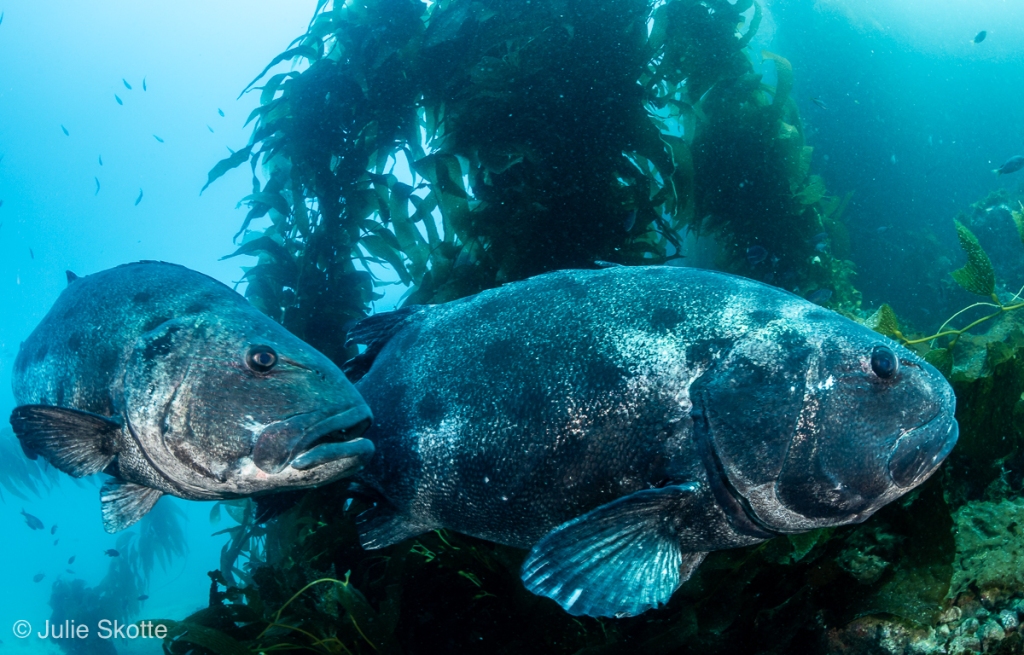 Giant sea basses photographed in the kelp forest at Cataline Island, Casino Point Dive park, California, USA. 