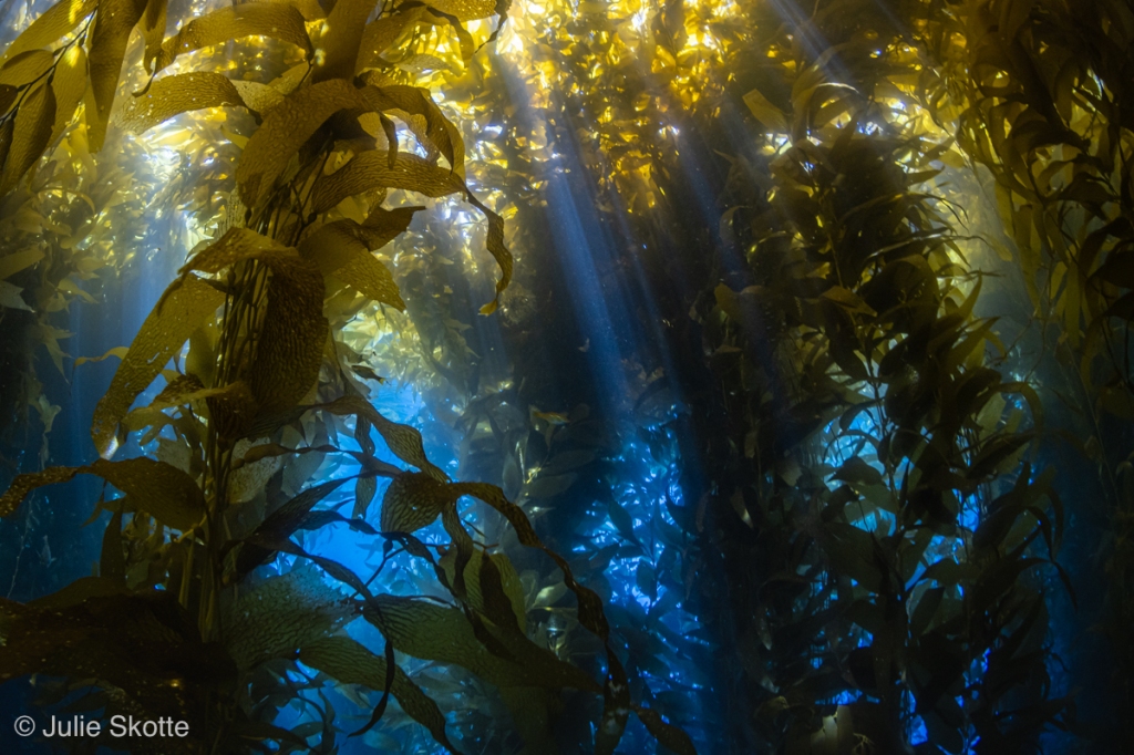 Giant kelp photographed at Catalina Island, Casino Point Dive park, California, USA. Sun rays are visible in the water.