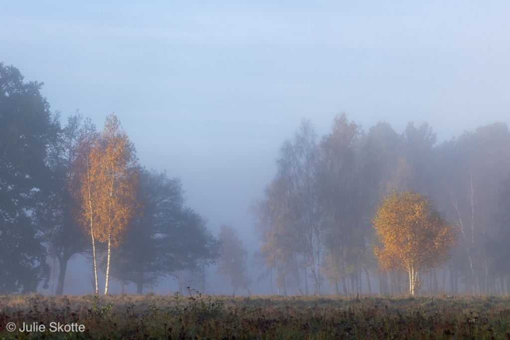 A foggy fall morning in Örnafälla, Sweden. The sun light hits two trees with yellow/orange leaves.