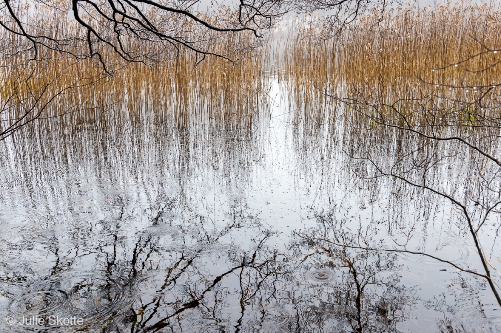 Lake on a grey day. Branches and rush reflections are seen.