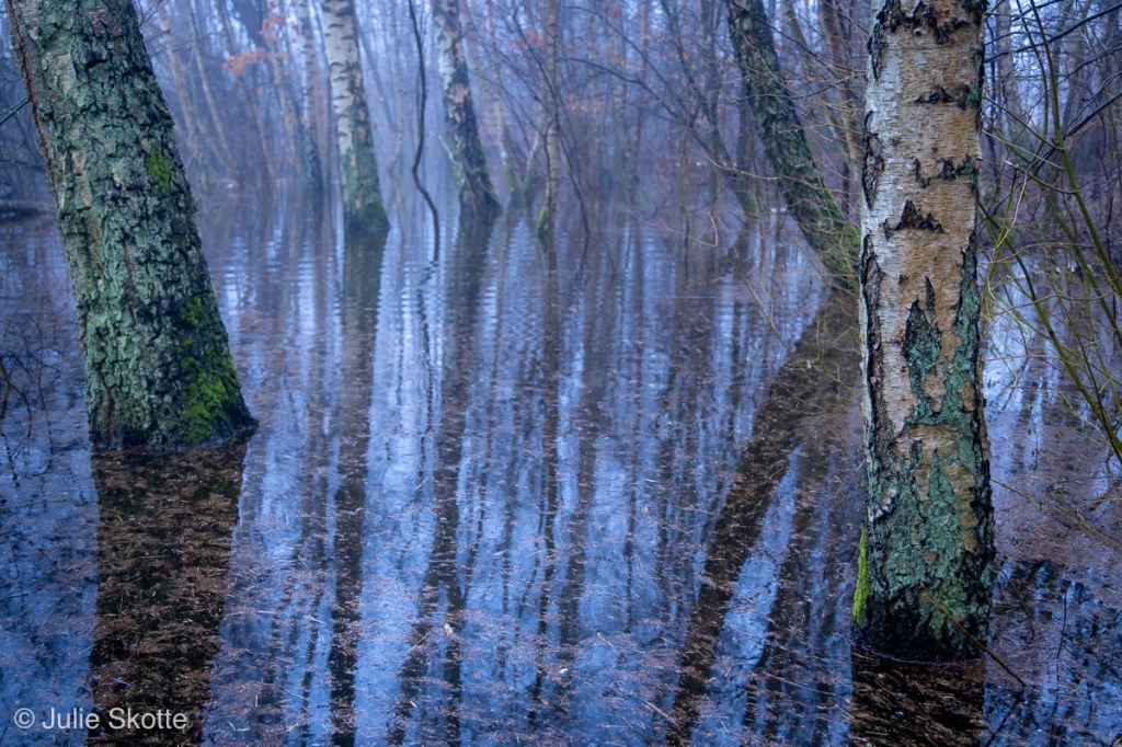 Birketræer står under vand. Søen er gået over sine breder. Våddeste vinter i Danmark.
