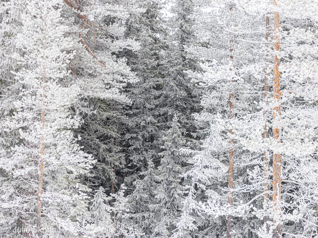 Rimfrost på høje grantræer. Billedet ser sort/hvidt ud, men enkelte rød-brunlige træstammer viser at der er tale om et farvebillede.