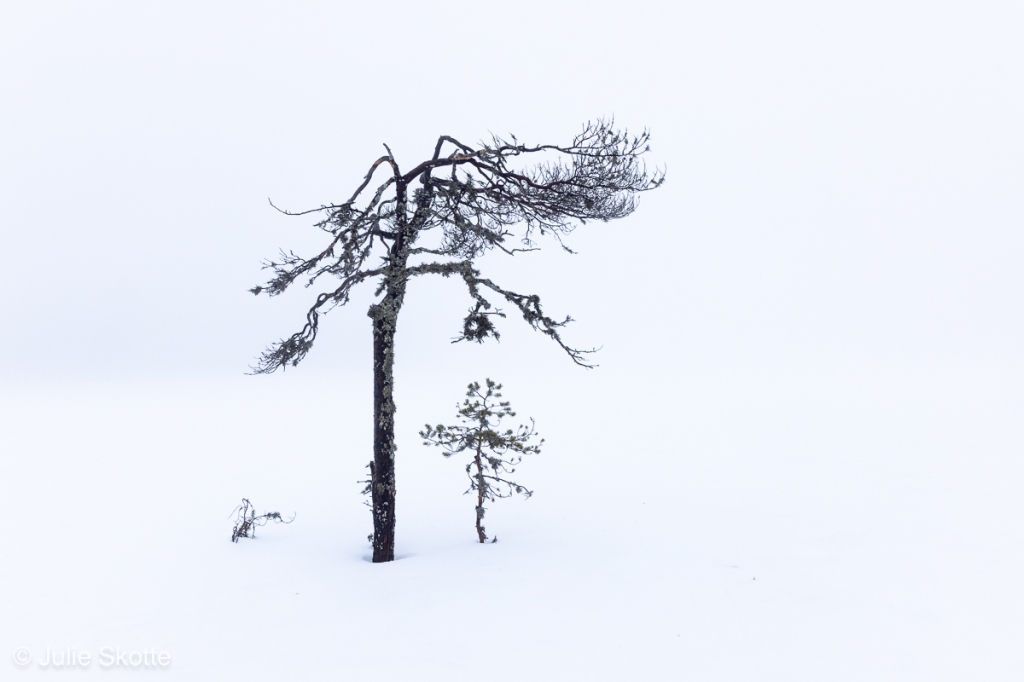 Hvidt i hvidt, sne, tåge og et par træer, Sverige