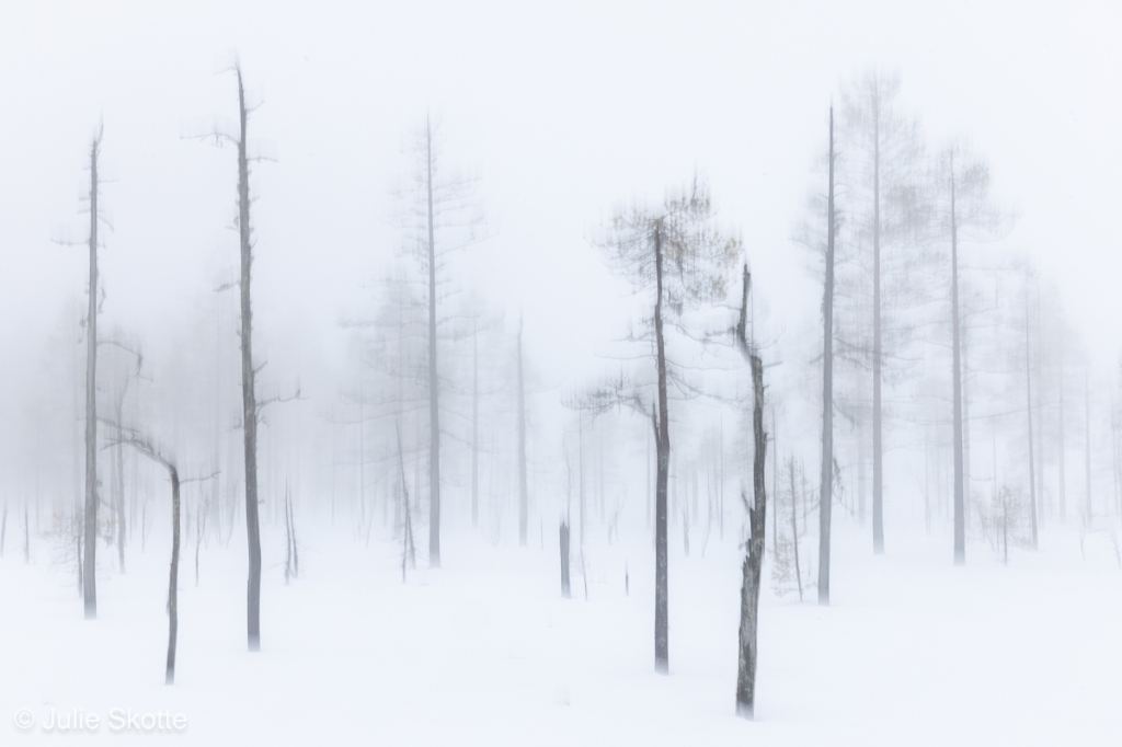 ICM træer i tågen i et snedækket landskab i Sverige.