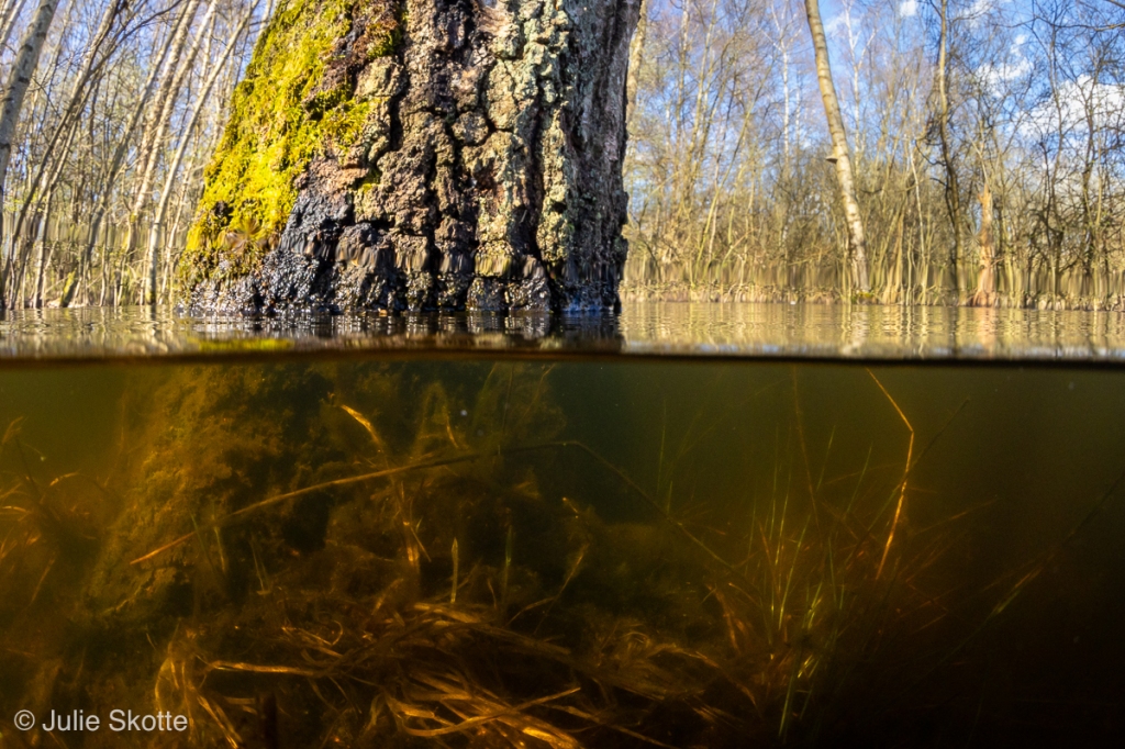 Splitshot of birch tree in water, Denmark. What used to be the forest floor is now covered with water and fine sediment.