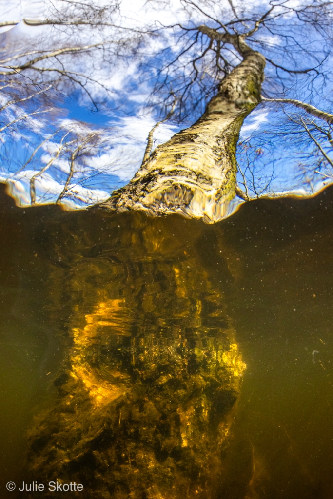 Splitshot of birch tree in water, Denmark.